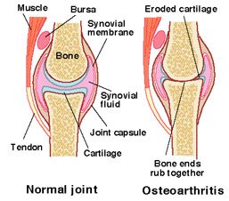 knee_joint ok